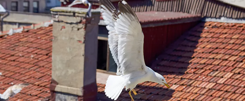 Residential Chimney Animal Removal Solution in Riverbank, CA